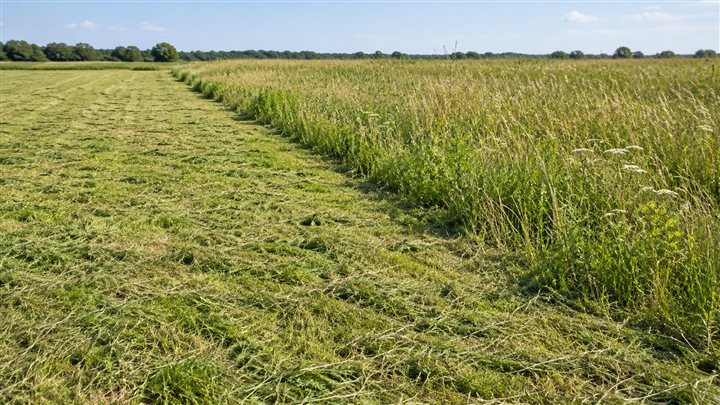 Example of cut grass beside tall field vegetation