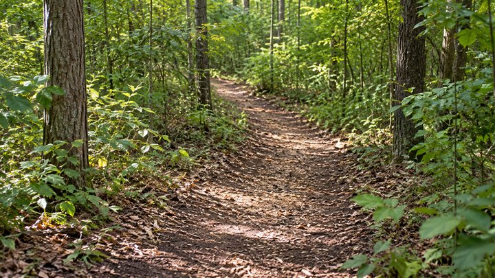 Example of a cleared trail through wooded growth